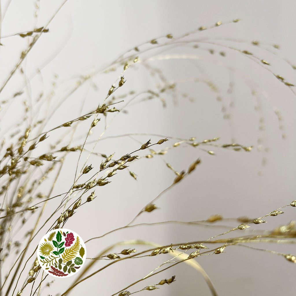 Grass 'Panicum' (Painted) (Fountain Grass) (Various Colours)