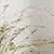 Grass 'Panicum' (Painted) (Fountain Grass) (Various Colours)