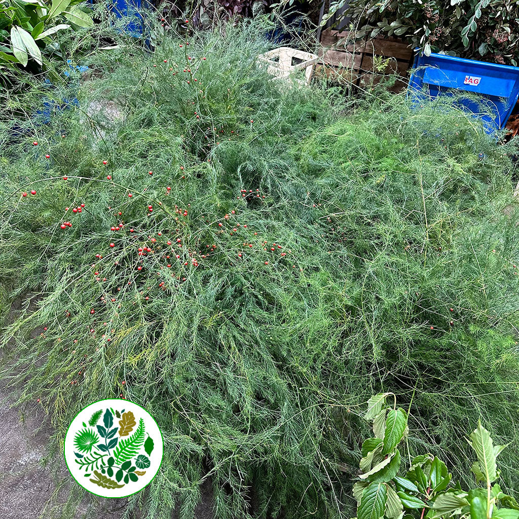 Fern 'Asparagus Tops' Wild