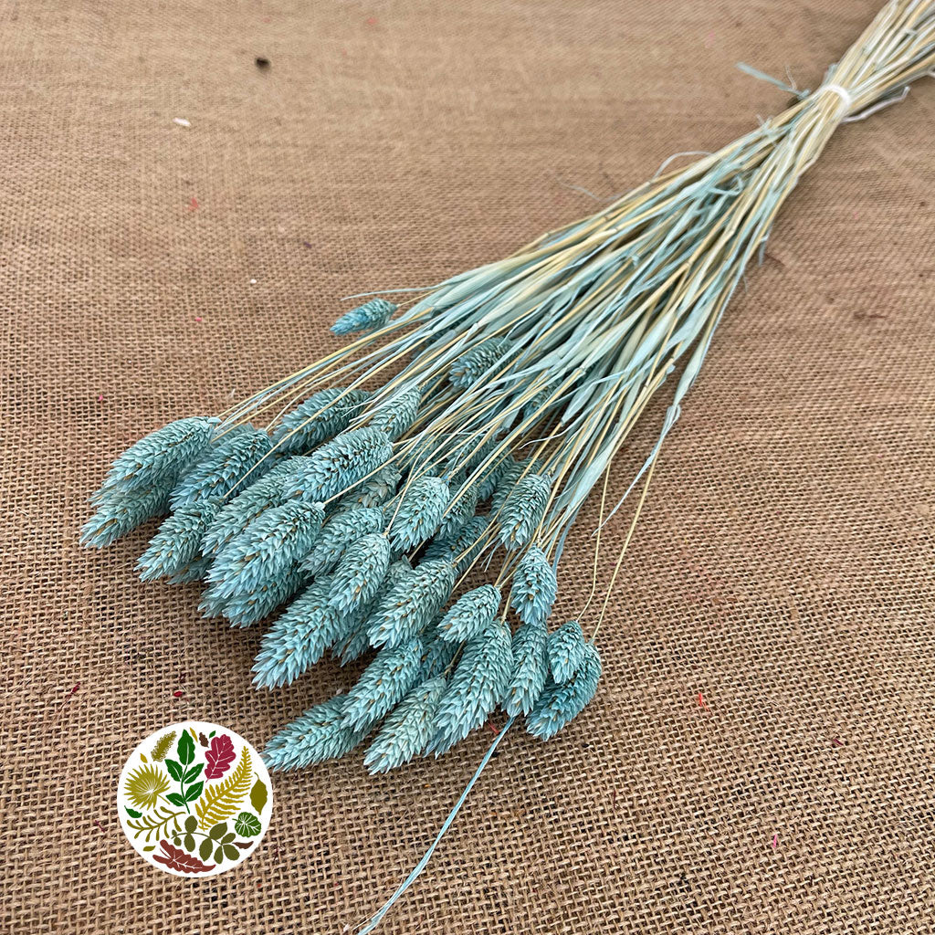 Grass 'Phalaris' (Painted) (DRY) (Various Colours)