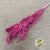 Ruscus 'Wild' (Coloured) (DRY) (x5)