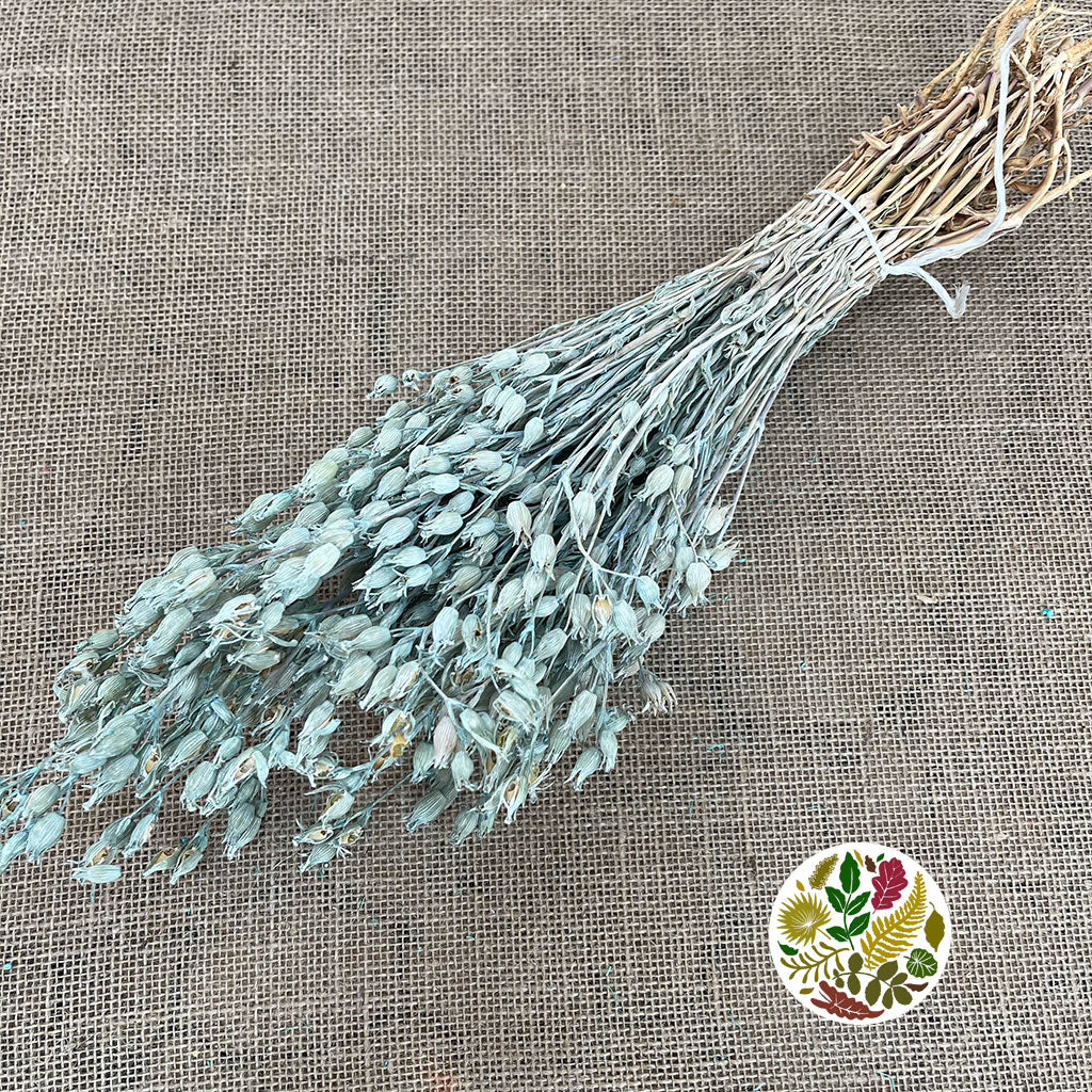 Grass 'Silene Conica' (Coloured Various) (DRY) 40cm