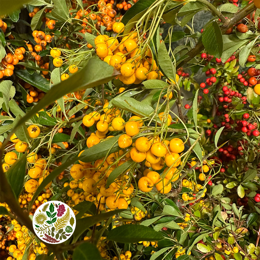 Pyracantha &#39;Berried&#39; (Wild) (Various Sizes)
