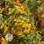 Pyracantha 'Berried' (Wild) (Various Sizes)