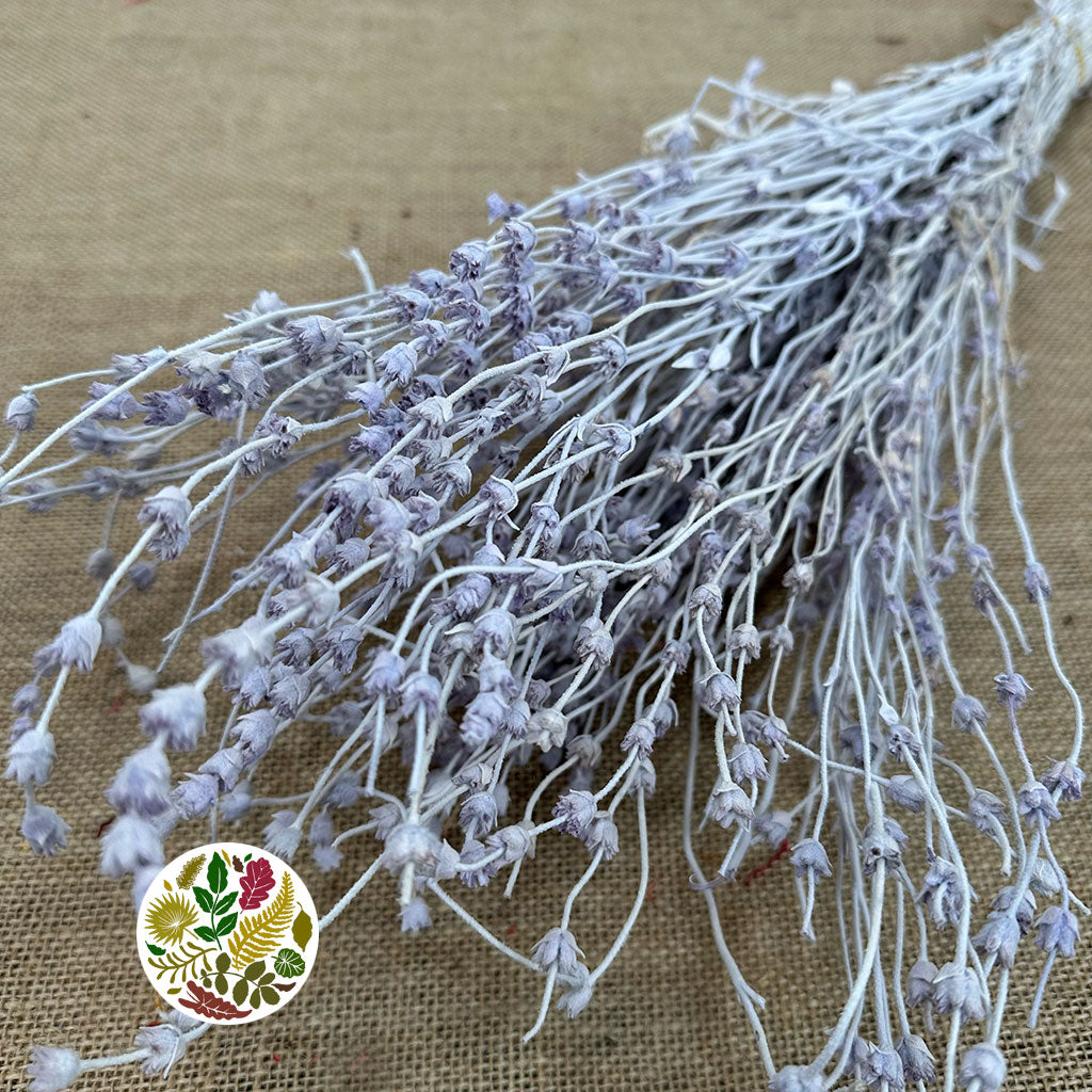 Lavender &#39;Flower&#39; (Coloured) (DRY) 45cm (100g)