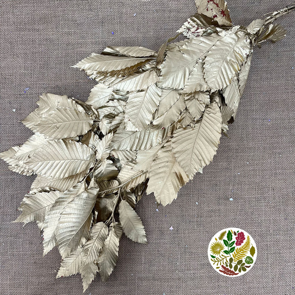 Chestnut 'Stabilised' (Painted) (DRY) (Various Colours)