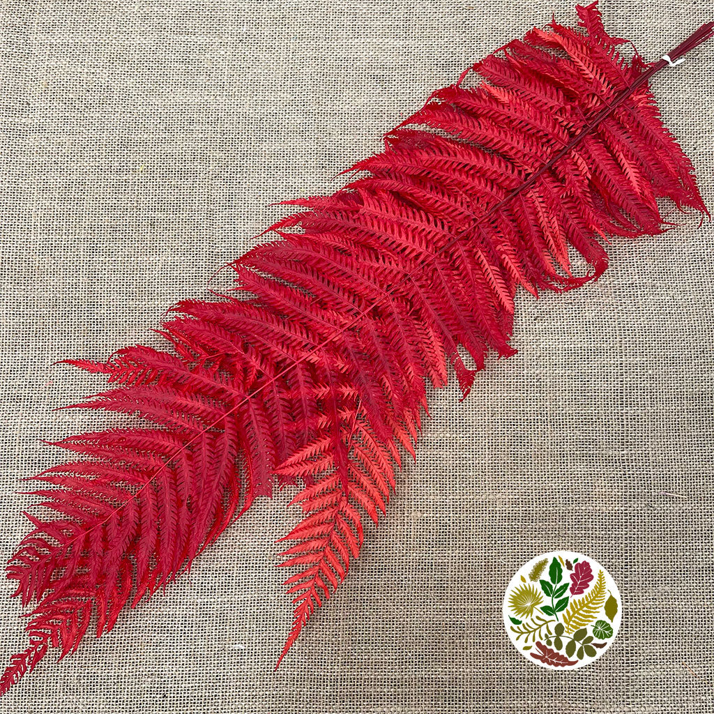 Fern 'Royal Fern' (DRY) (Various Colours) 70cm (x5)