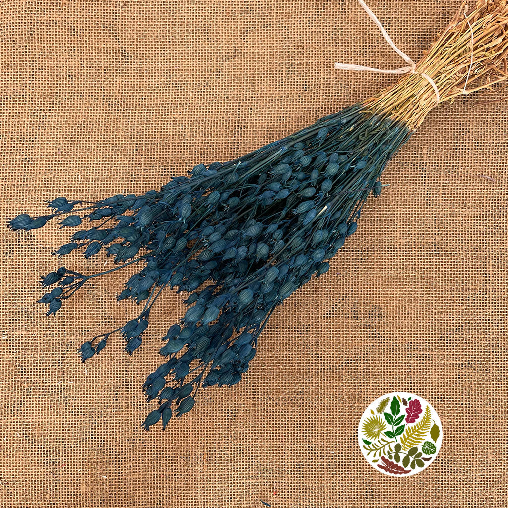 Grass 'Silene Conica' (Coloured Various) (DRY) 40cm