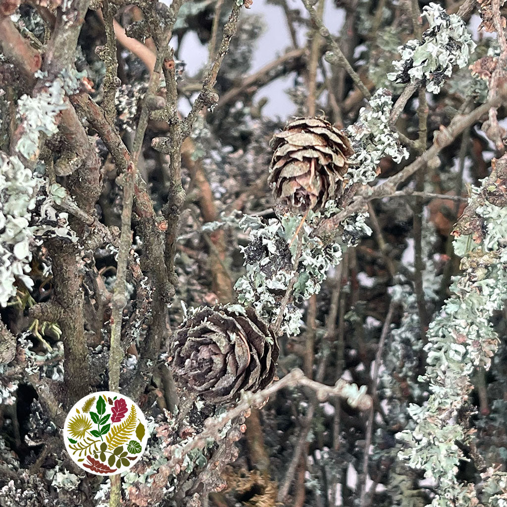 Lichen &#39;Twigs&#39; (Cultivated) (Various Lengths)