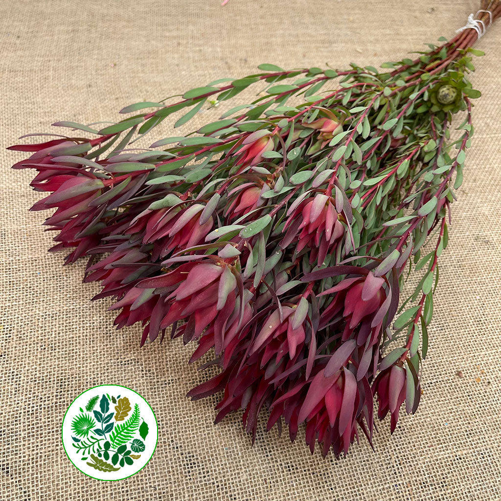 Leucadendron &#39;Blush Spray&#39; (Various Lengths)
