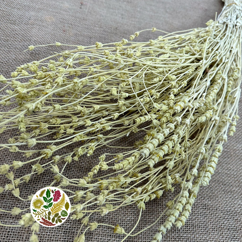 Lavender 'Flower' (Coloured) (DRY) 45cm (100g)