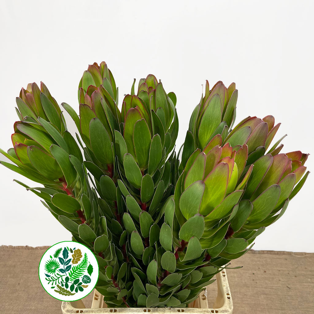 Leucadendron 'Gold Strike' (Various Lengths)