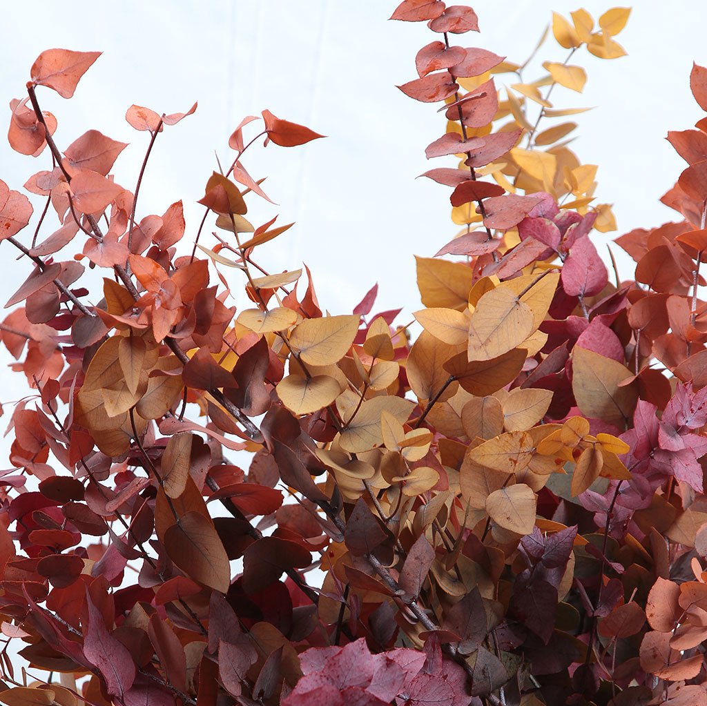 Eucalyptus 'Stuartiana' (Stabilised) (DRY) (Various Colours)