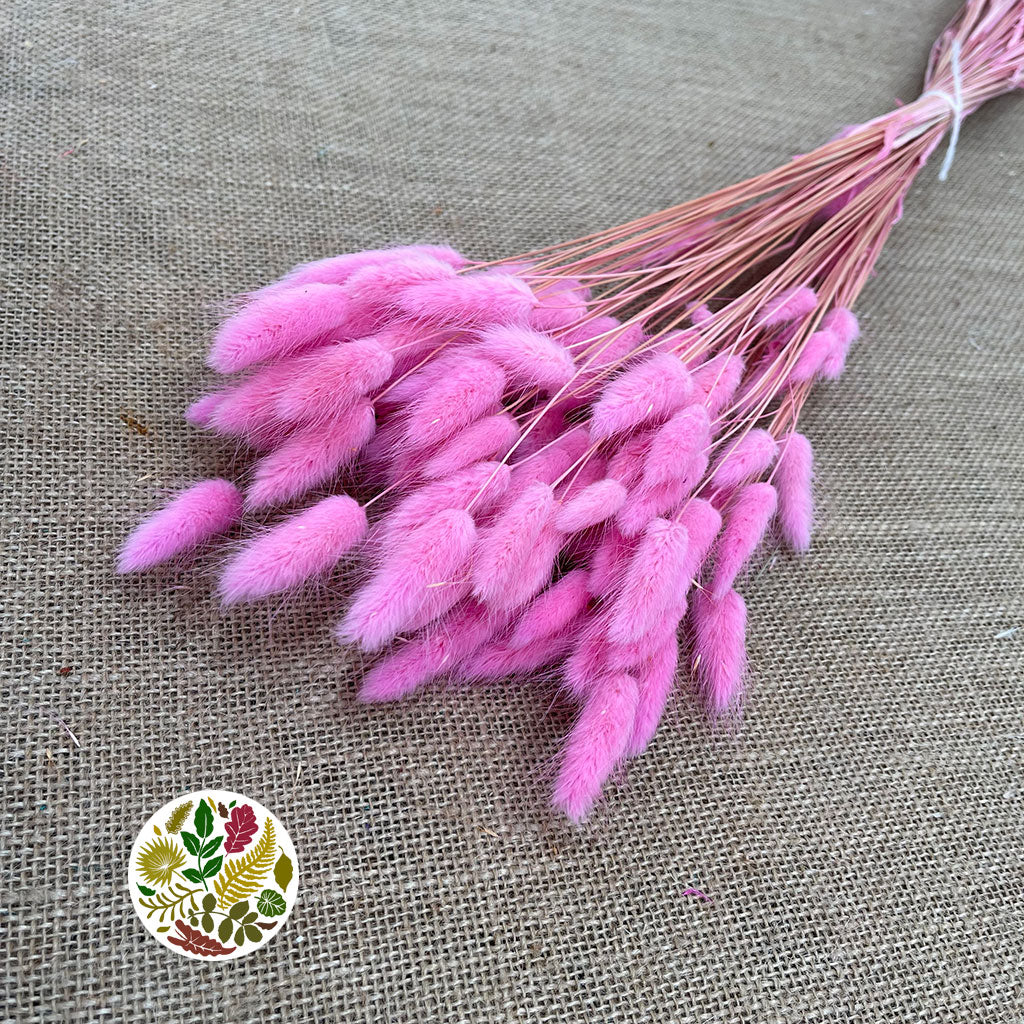 Grass &#39;Lagurus&#39; (Painted/Bleached) (DRY) (Various Colours)