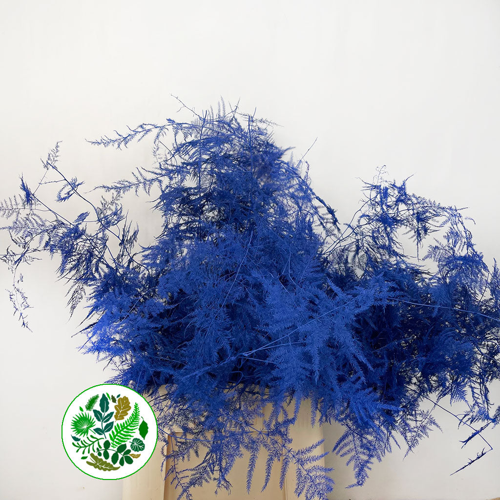 Fern &#39;Asparagus&#39; (Painted) 85cm (Various Colours) (x50)