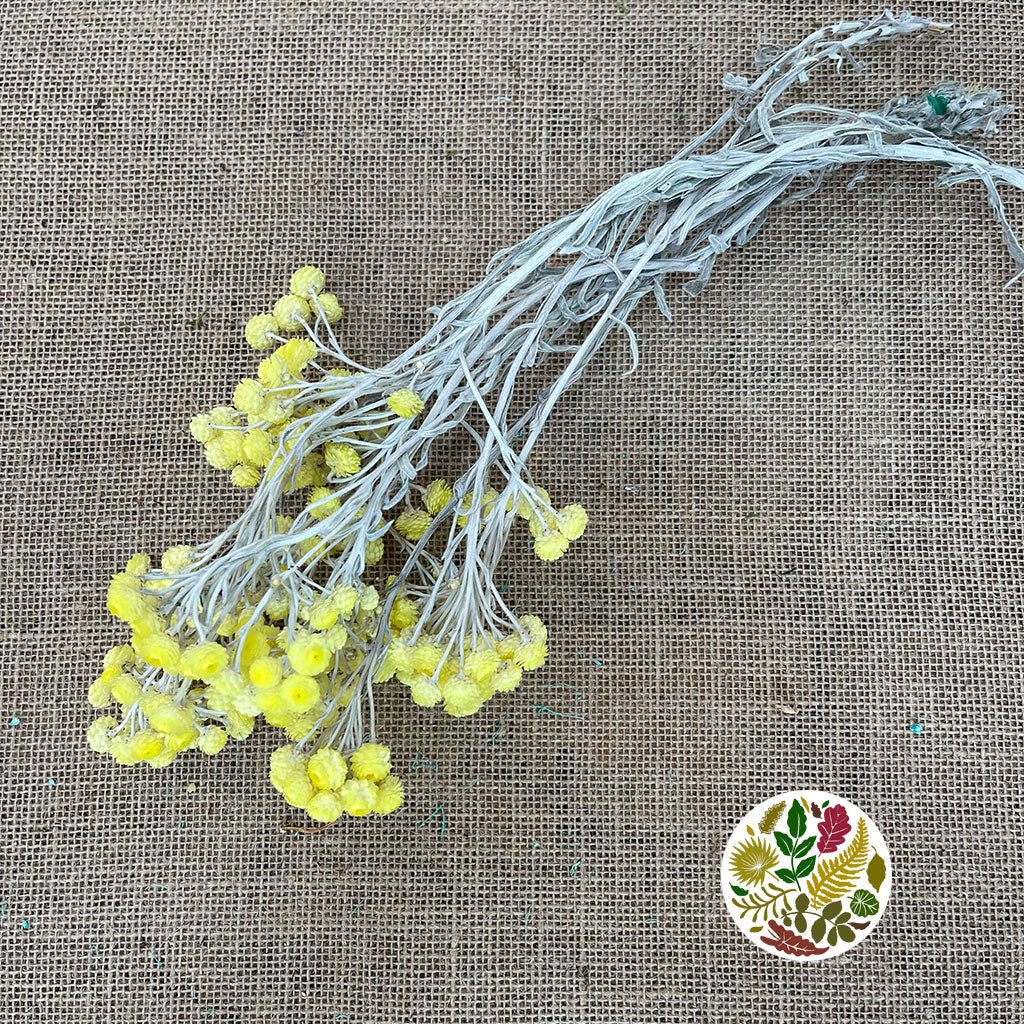 Helichrysum &#39;Italicum&#39; (Natural Yellow) (DRY) (Various Sizes)