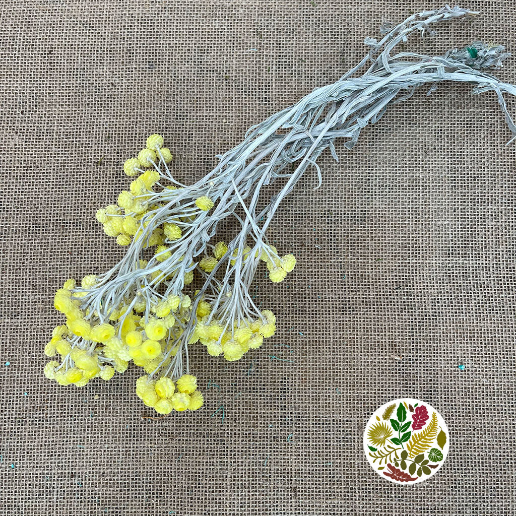 Helichrysum &#39;Italicum&#39; (Natural Yellow) (DRY) (Various Sizes)