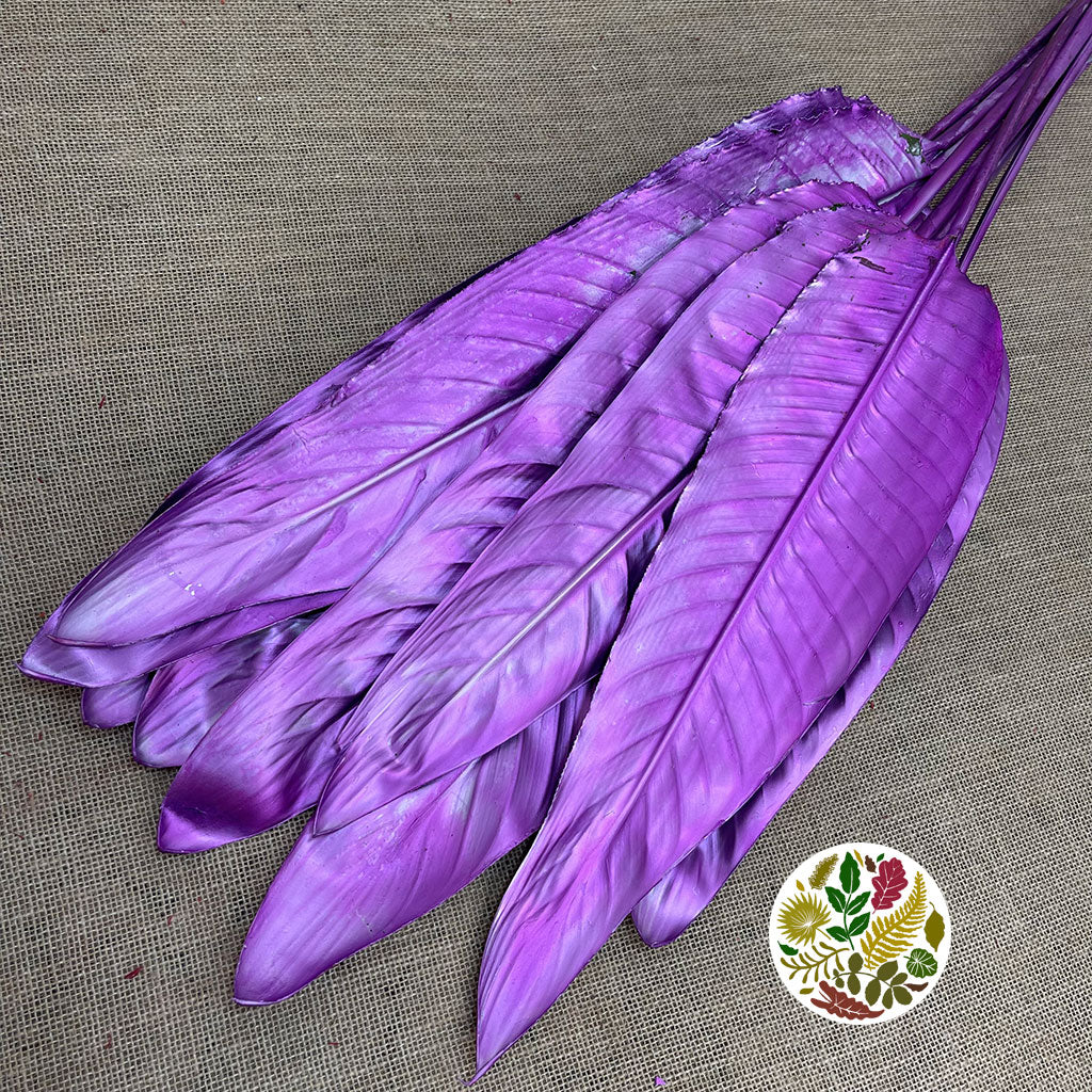 Strelitzia &#39;Leaves&#39; Painted (Various Colours) (x10)