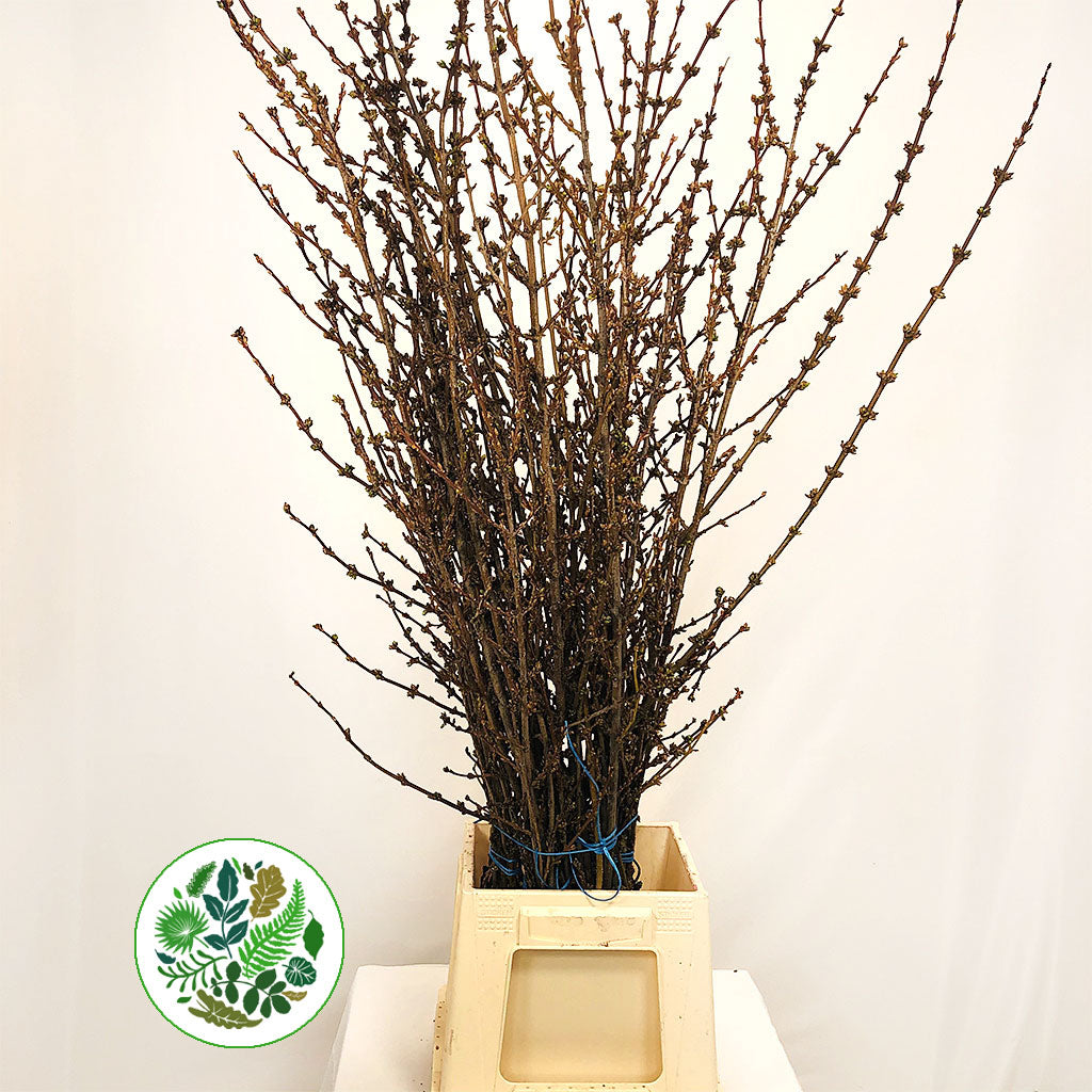 Forsythia 'Flowering' (Wild) (Various Sizes)