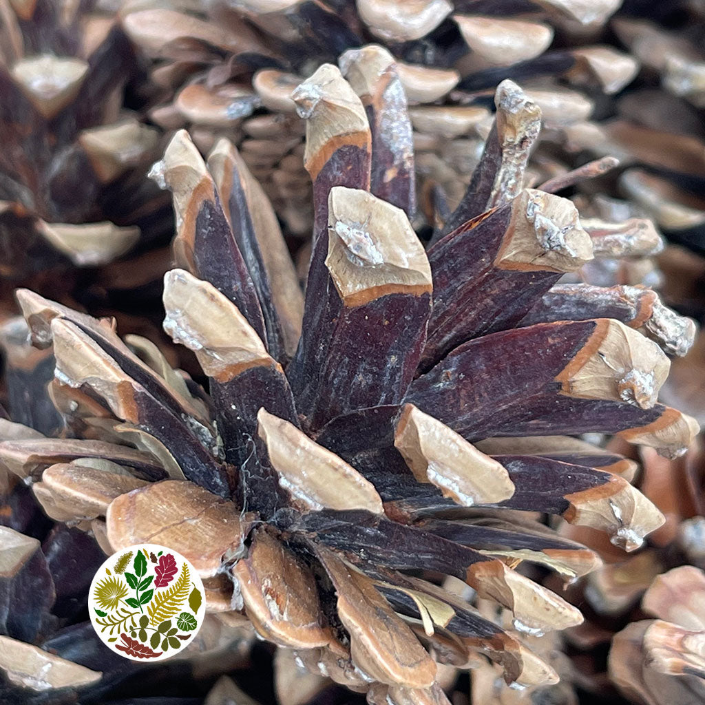 Cones 'Nigra' (Natural) (DRY) (Various Sizes)