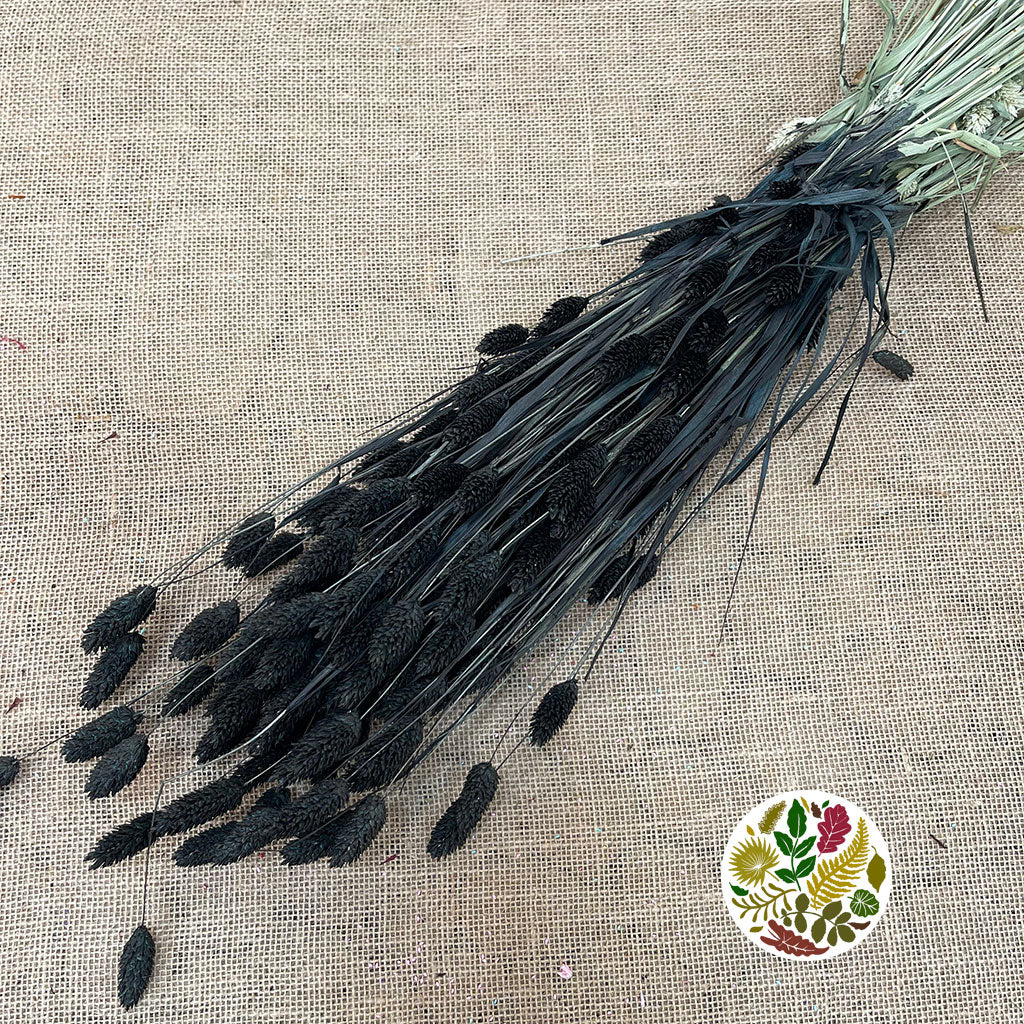 Grass 'Phalaris' (Painted) (DRY) (Various Colours)