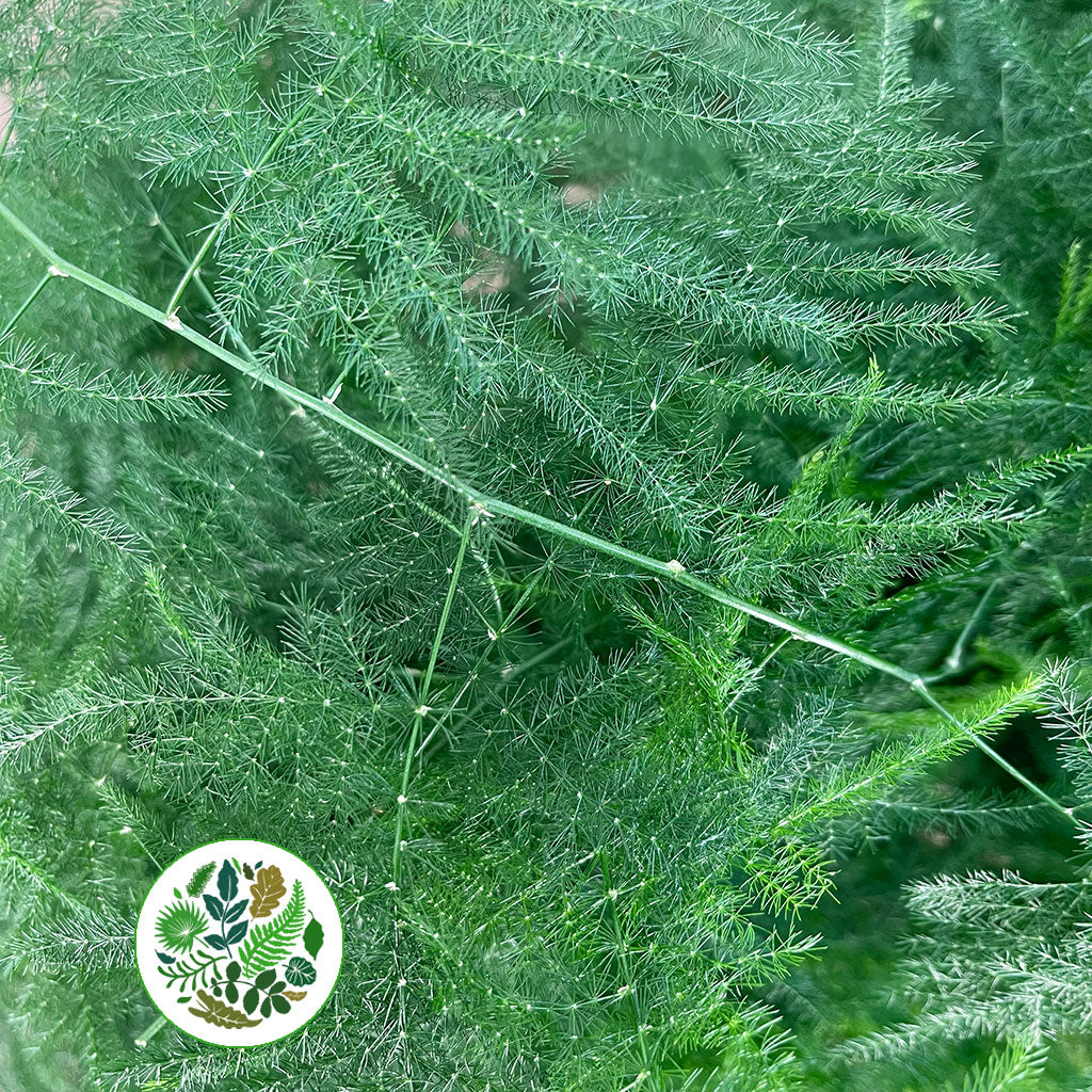 Fern 'Asparagus' (Various Lengths)