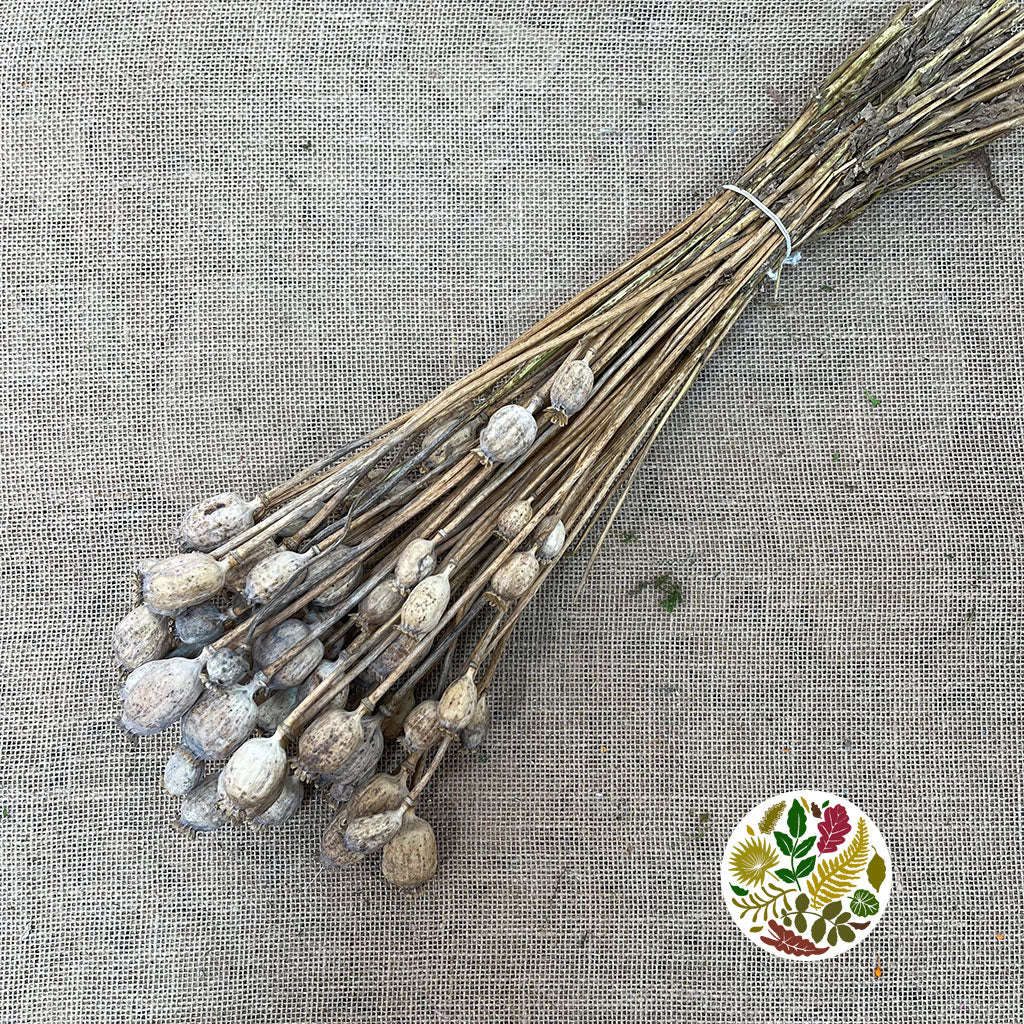 Poppy 'Heads' (Natural) (Various Sizes) (DRY)