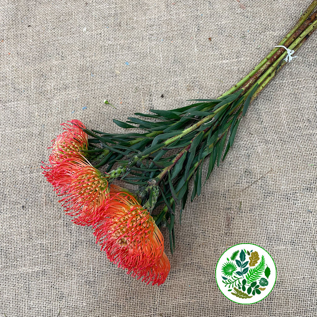 Pincushion Protea &#39;Succession&#39; (Various Lengths)