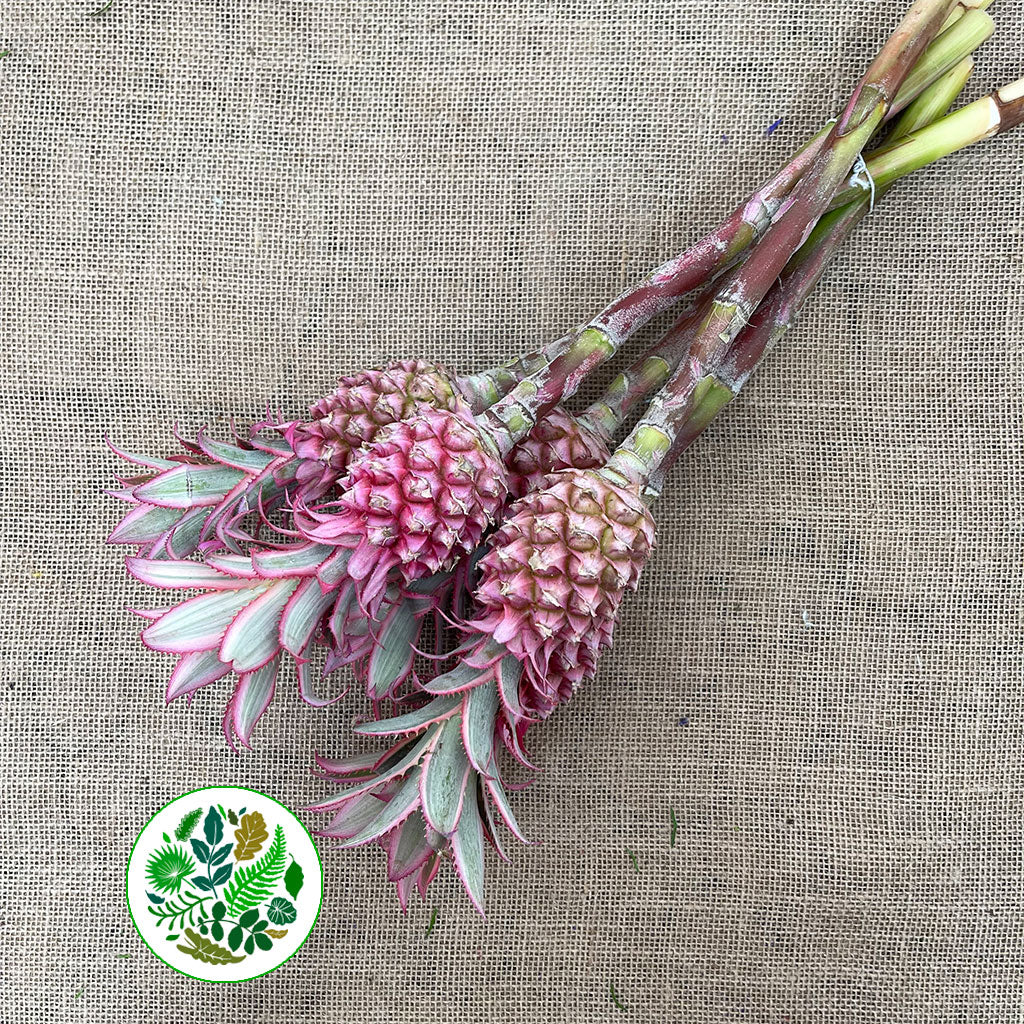 Pineapple &#39;Fruit&#39; (Variegated) (Various Sizes)