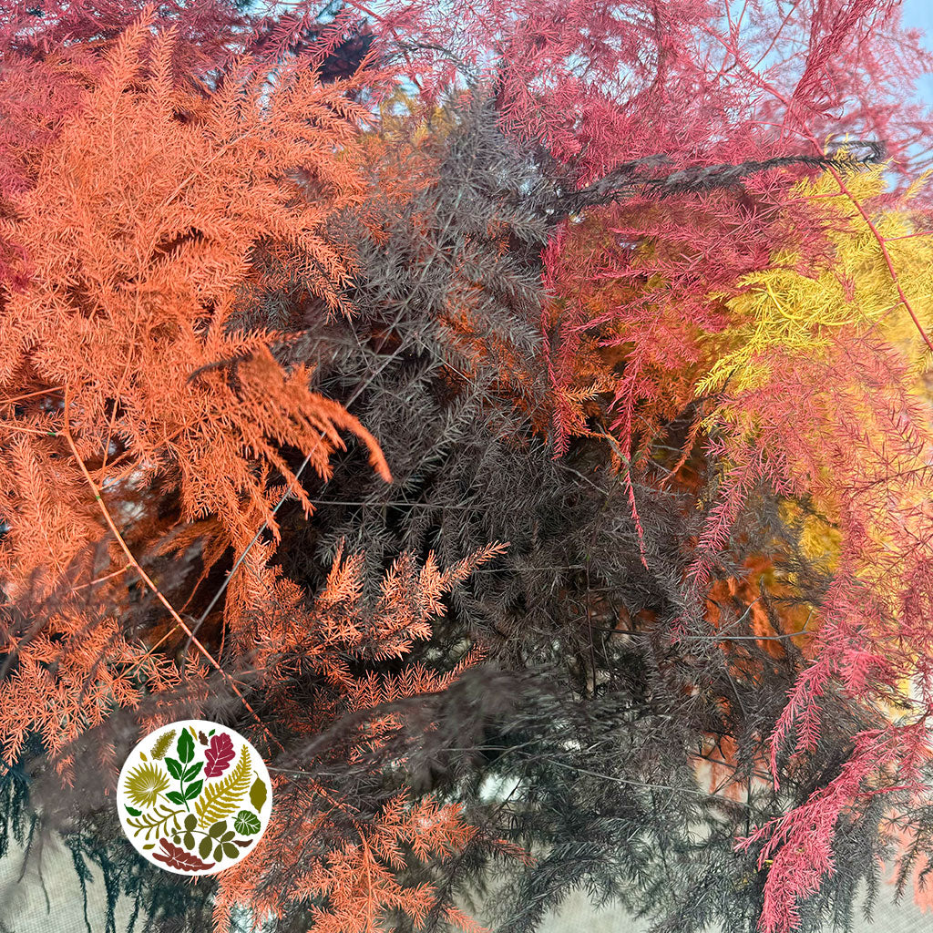 Fern 'Asparagus' (Painted) 85cm (Various Colours) (x50)