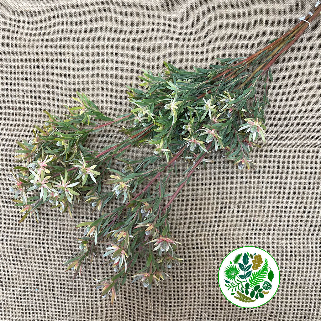 Leucadendron &#39;Ayoba&#39; (Star Pearl) (Various Lengths)