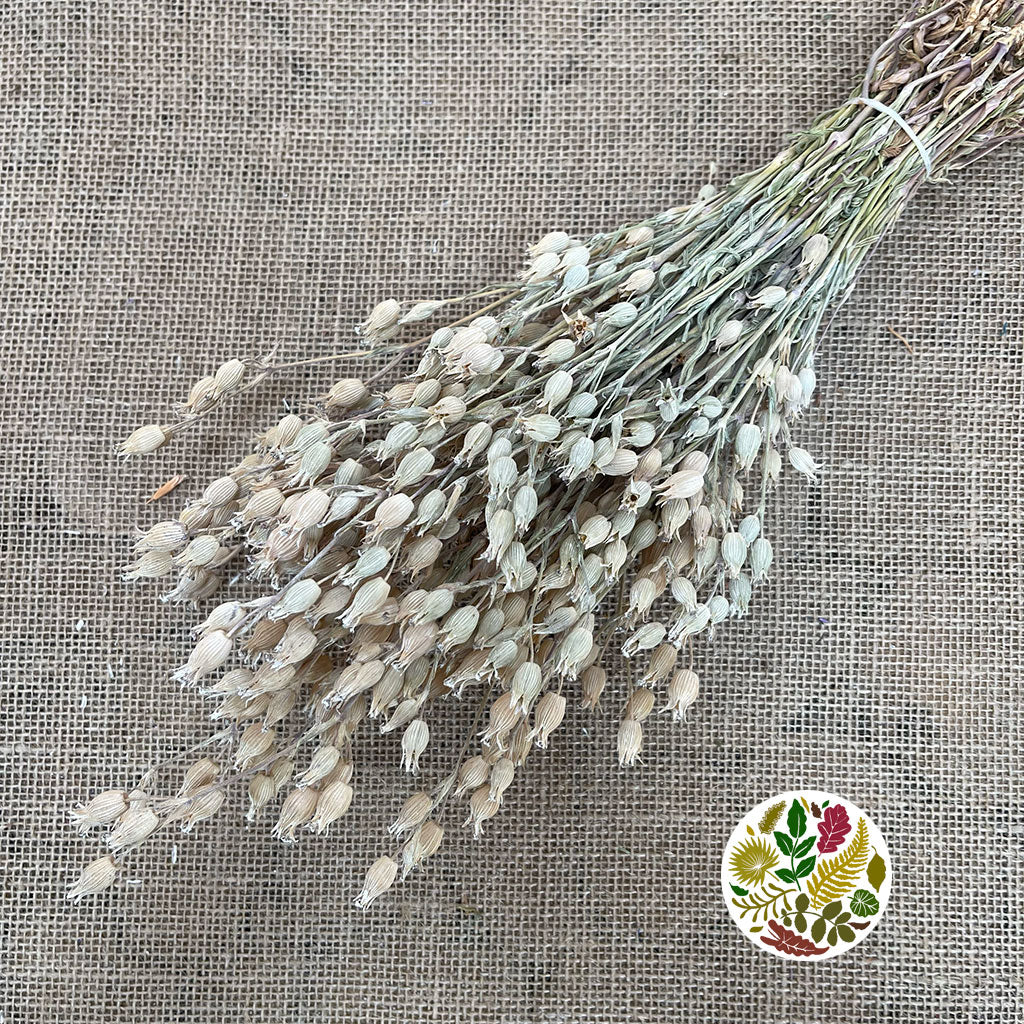 Grass 'Silene Conica' (Coloured Various) (DRY) 40cm