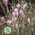 Magnolia 'Bud' (Fresh) 'Wild' (Various Sizes)