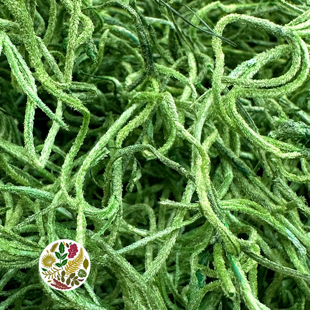 Moss &#39;Spanish Moss&#39; (DRY) (Various Colours)