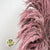 Grass 'Pampas' (Sacuara) (Coloured) (DRY) (Various Sizes)