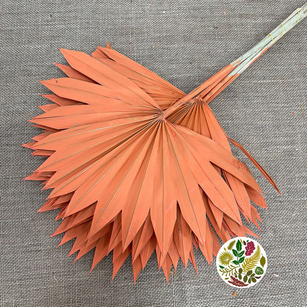 Palm &#39;Fan Palm&#39; (Painted) (DRY) (Various Colours) (x6) 45-55cm