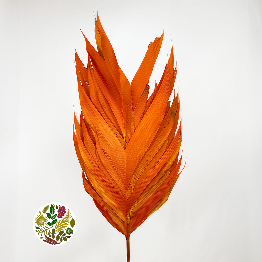 Aricana &#39;Leaves&#39; (Various Colours) (DRY) 100cm (x10)