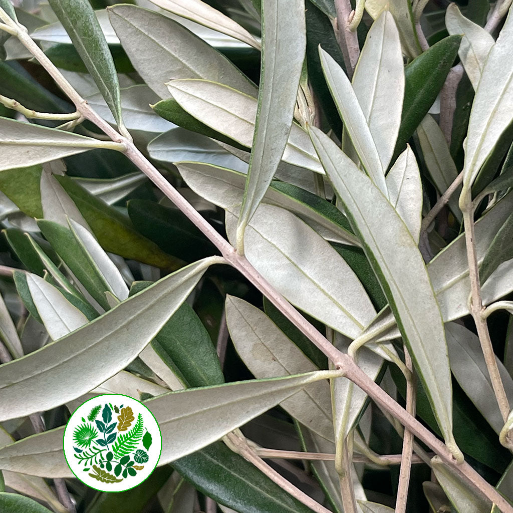 Olive &#39;Foliage&#39; (Cultivated) (Various Sizes)