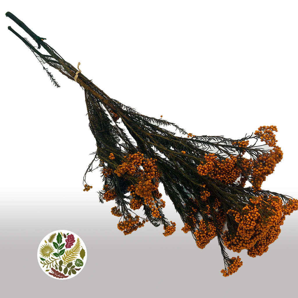 Rice Flower (Various Colours) (DRY) 70cm (100g)