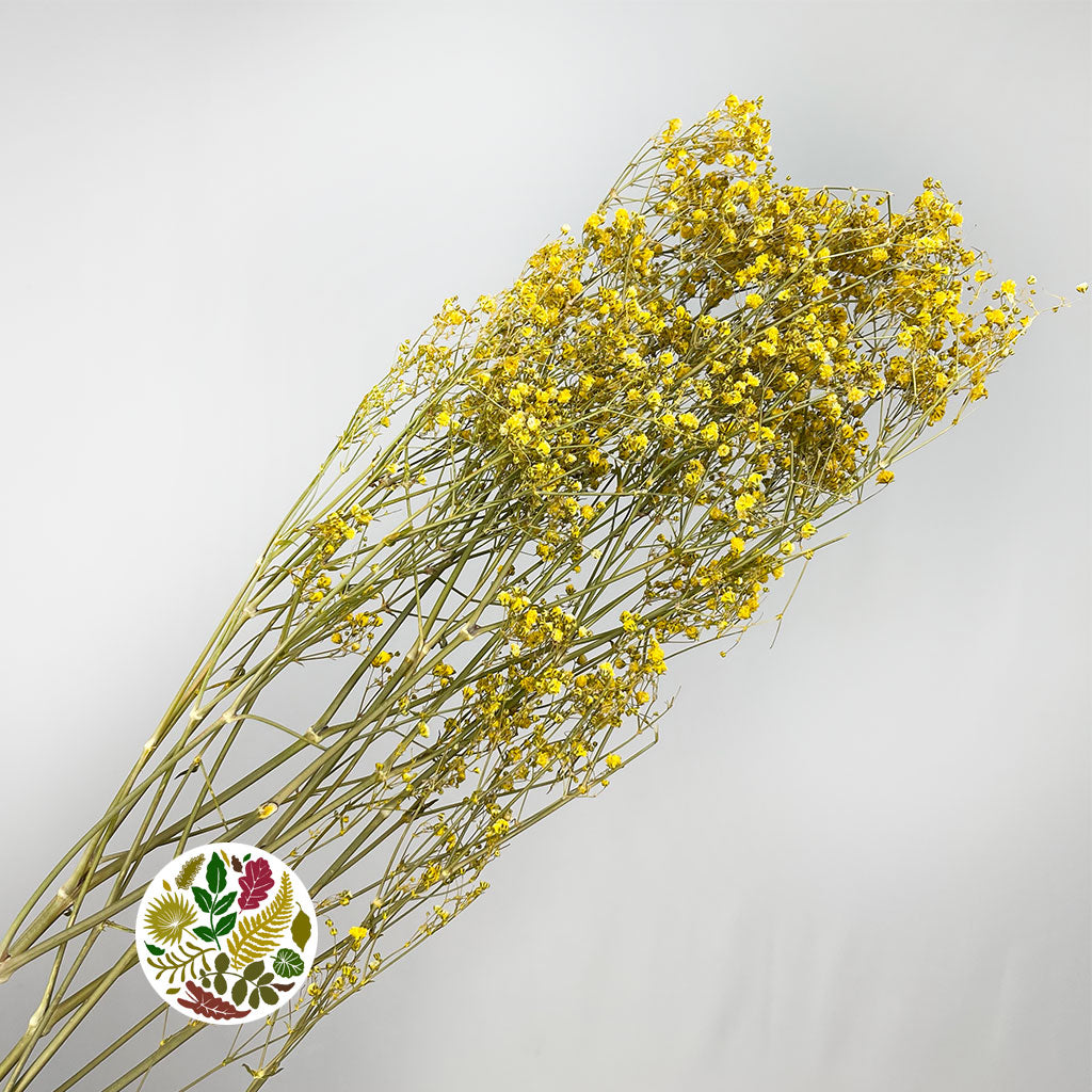 Gypsophila (Painted) (DRY) (Various Colours)