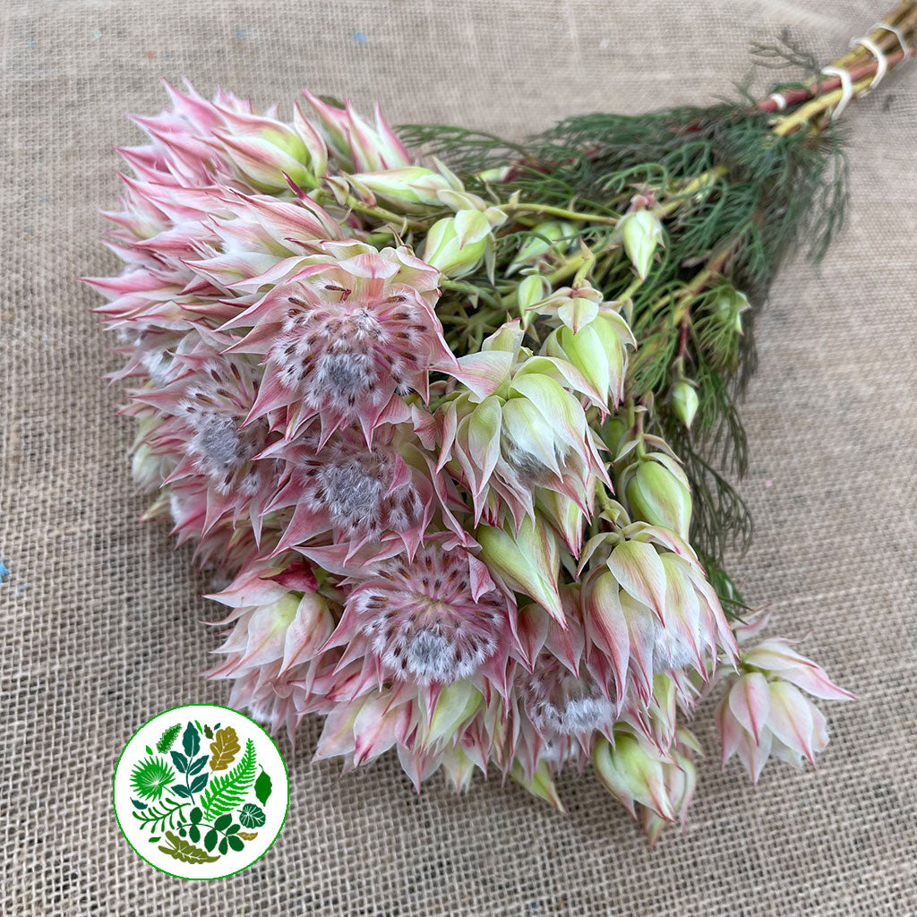 Protea &#39;Blushing Brides&#39; (Pink) (Various Sizes)