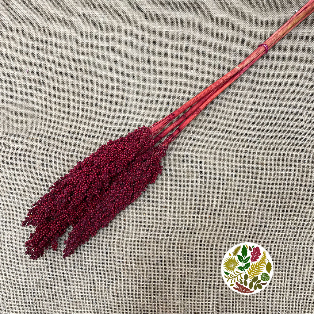 Grass 'Sorgum' (Painted) (DRY) (Various Colours) 70cm (x3)