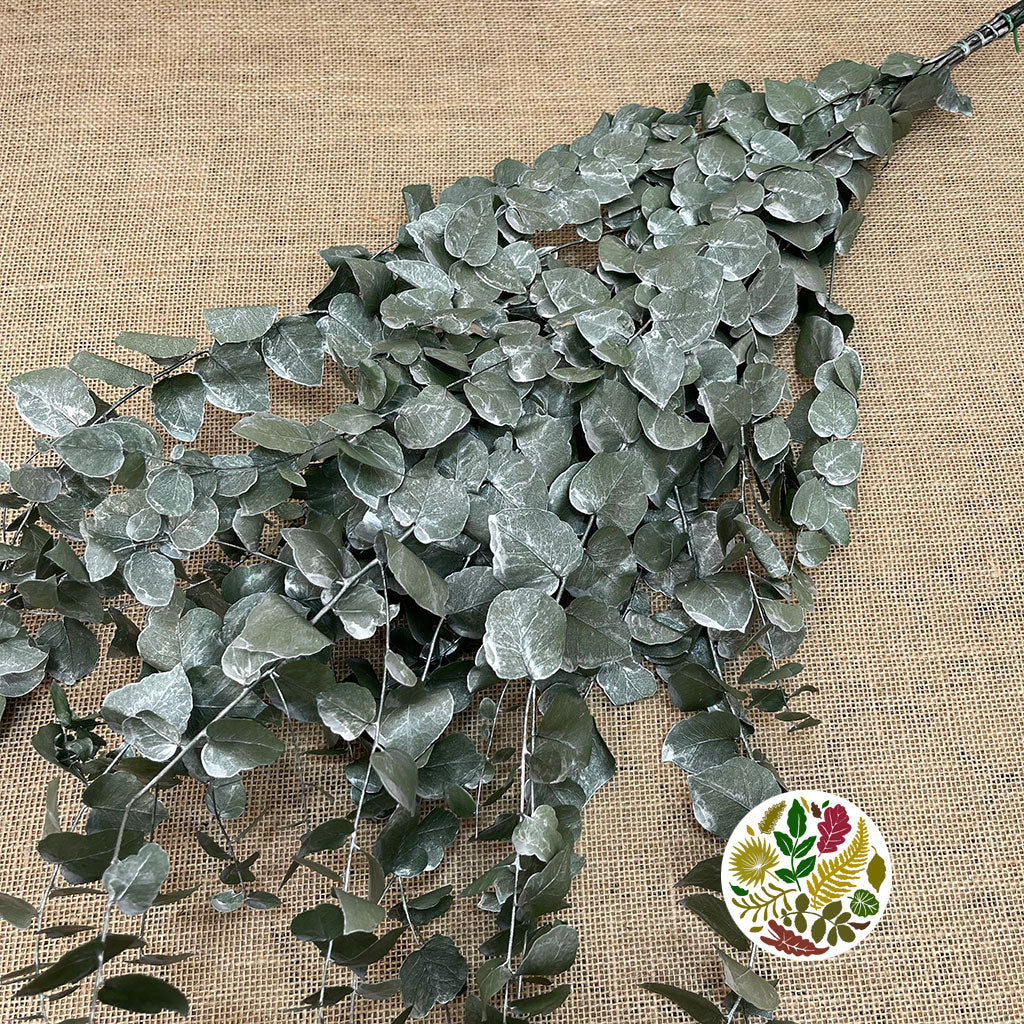 Eucalyptus 'Stuartiana' (Stabilised) (Painted) (DRY) (Various Colours)