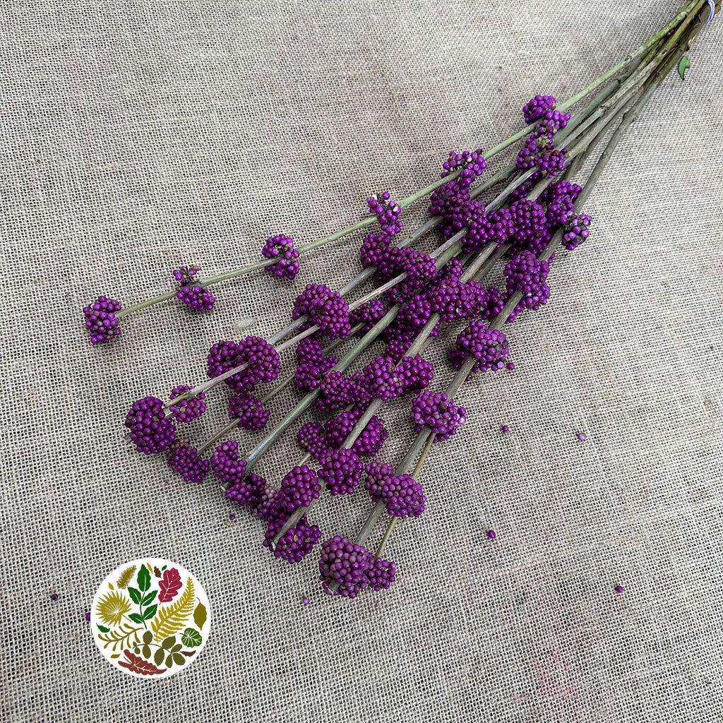 Callicarpa  (Various Sizes)