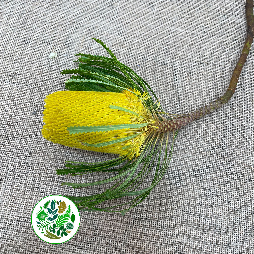 Protea &#39;Banksia&#39; (Hookeri) (Yellow) (Various Lengths)