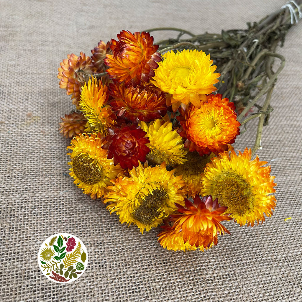 Helichrysum &#39;Flower&#39; (DRY) (Various Colours) 50cm