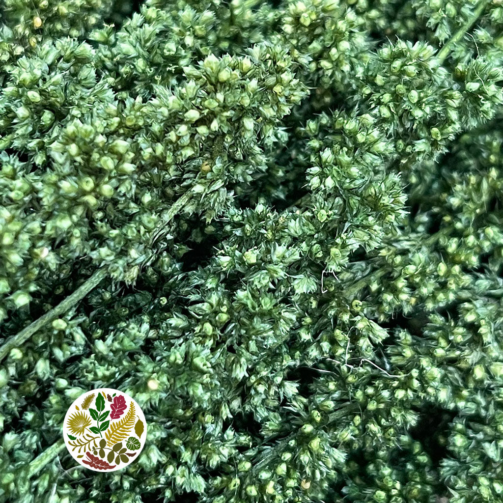 Amaranthus &#39;Trailing&#39; (Coloured) (Various Options)