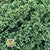 Amaranthus 'Trailing' (Coloured) (Various Options)