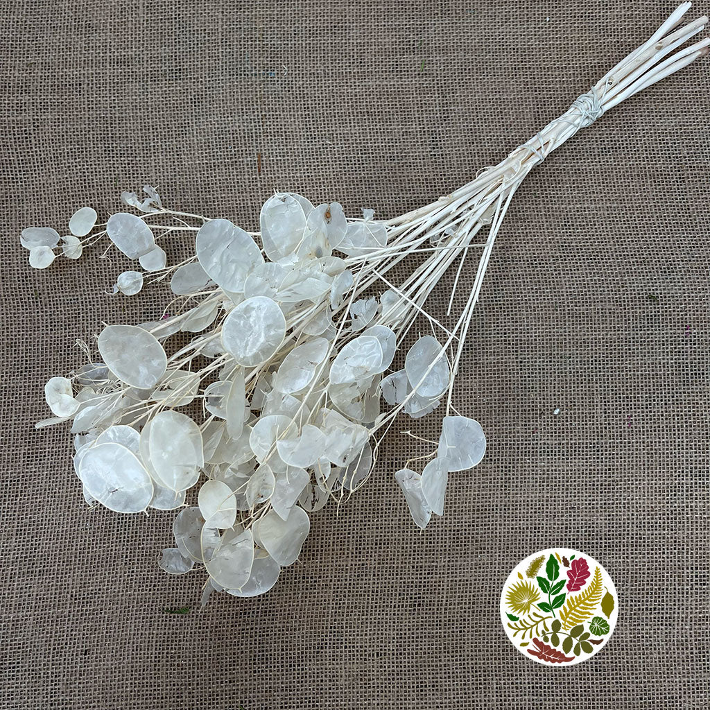 Lunaria &#39;Peeled&#39; (Bleached) (DRY) (Various Sizes)