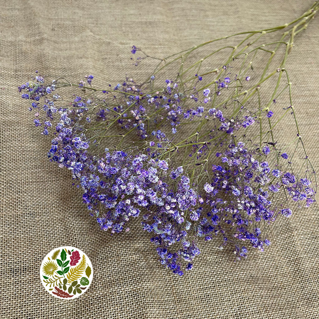 Gypsophila (Painted) (DRY) (Various Colours)
